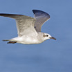 Laughing Gull